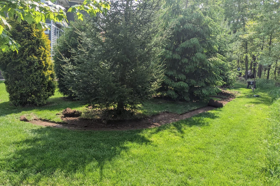 Image 30 landscape with some pines and trees in it